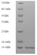 Greater than 90% as determined by SDS-PAGE.