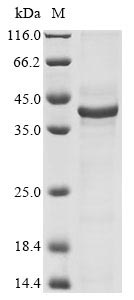 Greater than 85% as determined by SDS-PAGE.