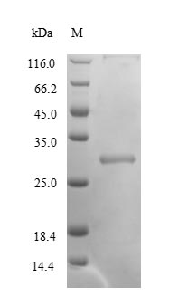 Greater than 90% as determined by SDS-PAGE.