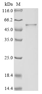 Greater than 90% as determined by SDS-PAGE.