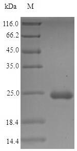 Greater than 90% as determined by SDS-PAGE.