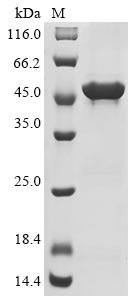 Greater than 85% as determined by SDS-PAGE.Recombinant Hamster Polyomavirus Major Capsid Protein Vp1 Protein (His&Myc)