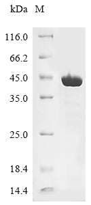 Greater than 90% as determined by SDS-PAGE.Recombinant Jc Polyomavirus Minor Capsid Protein Vp2 Protein (His)
