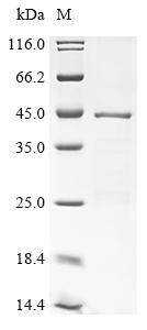 Greater than 85% as determined by SDS-PAGE.Recombinant Hepatitis B Virus Genotype D Subtype Ayw Protein P (P) Protein (His&Myc)