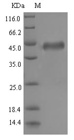 Greater than 90% as determined by SDS-PAGE.