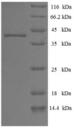 Greater than 90% as determined by SDS-PAGE.