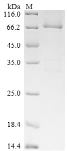 Greater than 85% as determined by SDS-PAGE.