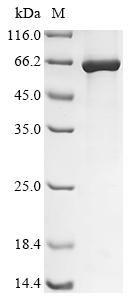 Greater than 85% as determined by SDS-PAGE.