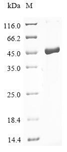 Greater than 85% as determined by SDS-PAGE.Recombinant Human Adenovirus C Serotype 2 Dna-Binding Protein (DBP) Protein (His)