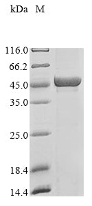 Greater than 85% as determined by SDS-PAGE.Recombinant Reovirus Type 3 Outer Capsid Protein Sigma-1 (S1) Protein (His)