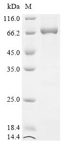 Greater than 90% as determined by SDS-PAGE.Recombinant Bacillus Phage Phi29 Dna Polymerase (2) Protein (His&Myc)