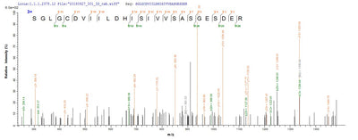 Based on the SEQUEST from database of E.coli host and target protein, the LC-MS/MS Analysis result of this product could indicate that this peptide derived from E.coli-expressed Enterobacteria phage T7 (Bacteriophage T7) 4.