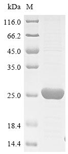 Greater than 85% as determined by SDS-PAGE.