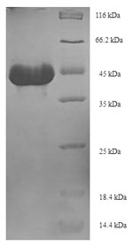Greater than 90% as determined by SDS-PAGE.