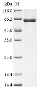 Greater than 85% as determined by SDS-PAGE.