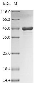 Greater than 90% as determined by SDS-PAGE.Recombinant Influenza B Virus Nucleoprotein (NP) Protein (GST)