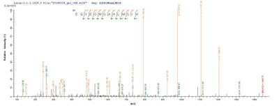 Based on the SEQUEST from database of E.coli host and target protein, the LC-MS/MS Analysis result of this product could indicate that this peptide derived from E.coli-expressed Influenza B virus (strain B/Singapore/222/1979) NP.Recombinant Influenza B Virus Nucleoprotein (NP) Protein (His-SUMO)