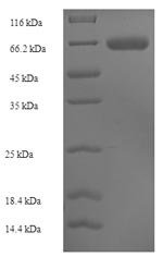Greater than 90% as determined by SDS-PAGE.