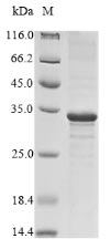Greater than 85% as determined by SDS-PAGE.Recombinant Vesicular Stomatitis Indiana Virus Matrix Protein (M) Protein (His)