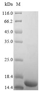 Greater than 90% as determined by SDS-PAGE.Recombinant Human Insulin-Like Growth Factor I (IGF1) Protein (His)