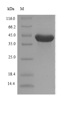 Greater than 90% as determined by SDS-PAGE.Recombinant E.Coli Alpha-Ketoglutarate-Dependent Dioxygenase Alkb (ALKB) Protein (His-SUMO&Myc)