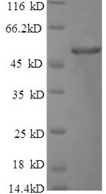 Greater than 90% as determined by SDS-PAGE.Recombinant Bacillus Thuringiensis Subsp. Kurstaki Pesticidal Crystal Protein Cry1Ac (CRY1AC) Protein (GST)