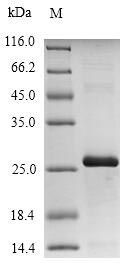 Greater than 90% as determined by SDS-PAGE.Recombinant Coturnix Delegorguei Ovomucoid Protein (His-SUMO&Myc)