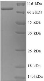 Greater than 90% as determined by SDS-PAGE.