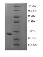 Greater than 90% as determined by SDS-PAGE.