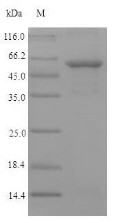 Greater than 90% as determined by SDS-PAGE.Recombinant Chlamydia Trachomatis Serovar L2 Major Outer Membrane Porin (OMPA) Protein (His-SUMO)