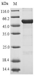 Greater than 90% as determined by SDS-PAGE.