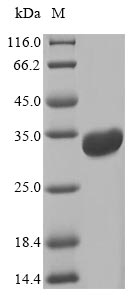 Greater than 85% as determined by SDS-PAGE.Recombinant E.Coli Heat-Labile Enterotoxin A Chain (ELTA) Protein (His&Myc)