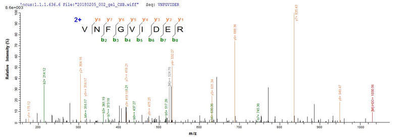 Based on the SEQUEST from database of E.coli host and target protein, the LC-MS/MS Analysis result of this product could indicate that this peptide derived from E.coli-expressed Escherichia coli eltA.
