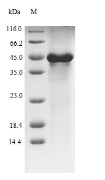 Greater than 85% as determined by SDS-PAGE.