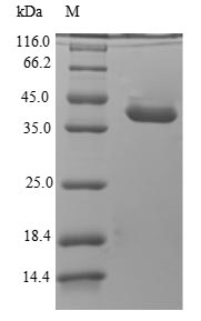 Greater than 90% as determined by SDS-PAGE.Recombinant Dog Anionic Trypsin Protein (His-SUMO)