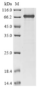 Greater than 85% as determined by SDS-PAGE.