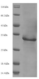 Greater than 90% as determined by SDS-PAGE.