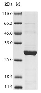 Greater than 85% as determined by SDS-PAGE.