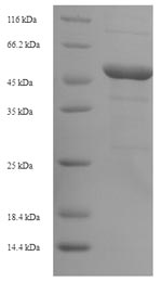 Greater than 90% as determined by SDS-PAGE.Recombinant E.Coli Outer Membrane Protein C (OMPC) Protein (His-SUMO)