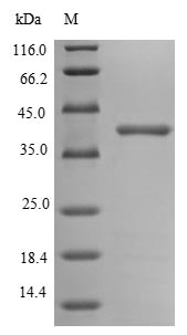 Greater than 85% as determined by SDS-PAGE.