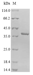 Greater than 85% as determined by SDS-PAGE.