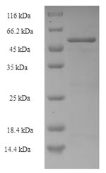 Greater than 90% as determined by SDS-PAGE.