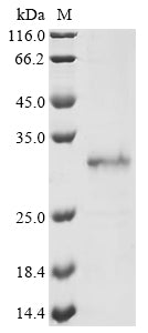 Greater than 90% as determined by SDS-PAGE.Recombinant Aequorea Victoria Aequorin-1 Protein (His&Myc)
