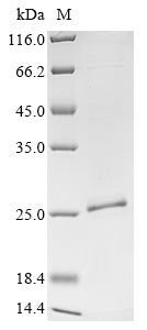 Greater than 85% as determined by SDS-PAGE.