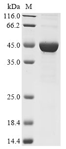 Greater than 85% as determined by SDS-PAGE.