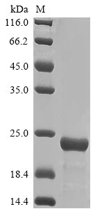 Greater than 85% as determined by SDS-PAGE.Recombinant Moraxella Bovis Fimbrial Protein Q (TFPQ) Protein (His)