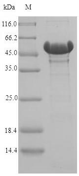 Greater than 90% as determined by SDS-PAGE.