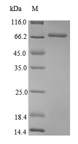 Greater than 85% as determined by SDS-PAGE.Recombinant Agrobacterium Fabrum Single-Strand Dna-Binding Protein (VIRE2) Protein (His&Myc)