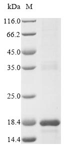 Greater than 85% as determined by SDS-PAGE.Recombinant Staphylococcus Epidermidis Lantibiotic Epidermin (EPIA) Protein (His-KSI)