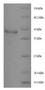 Greater than 90% as determined by SDS-PAGE.Recombinant Dermatophagoides Pteronyssinus Peptidase 1 (DERP1) Protein (His-SUMO)